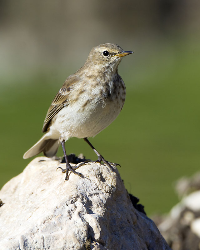 Spioncello, Anthus spinoletta